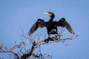 cormoran