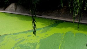 cyano